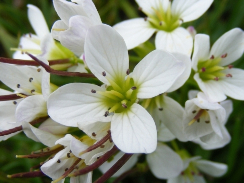 Cardamine amara / Billeri amaro